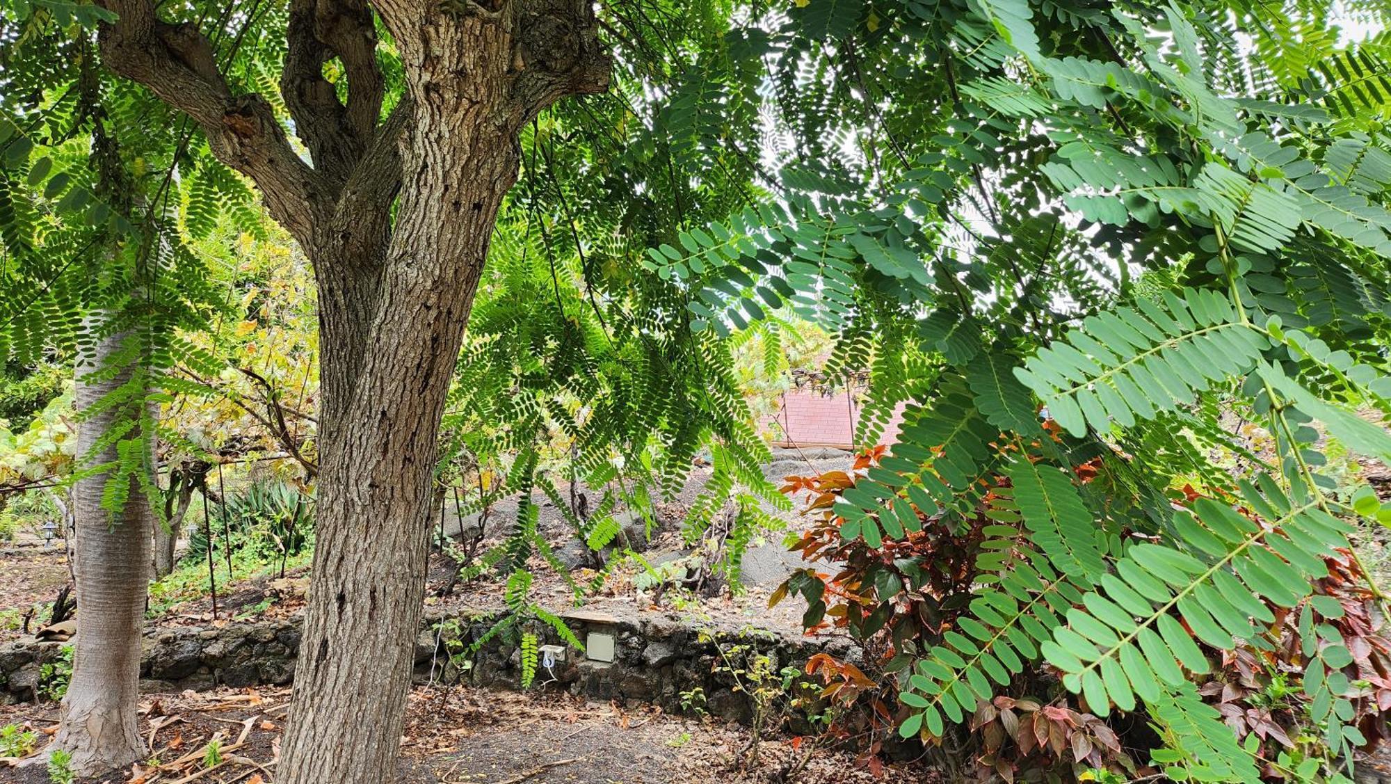 Oasis Hill Botanical Garden Villa Icod De Los Vinos Eksteriør bilde