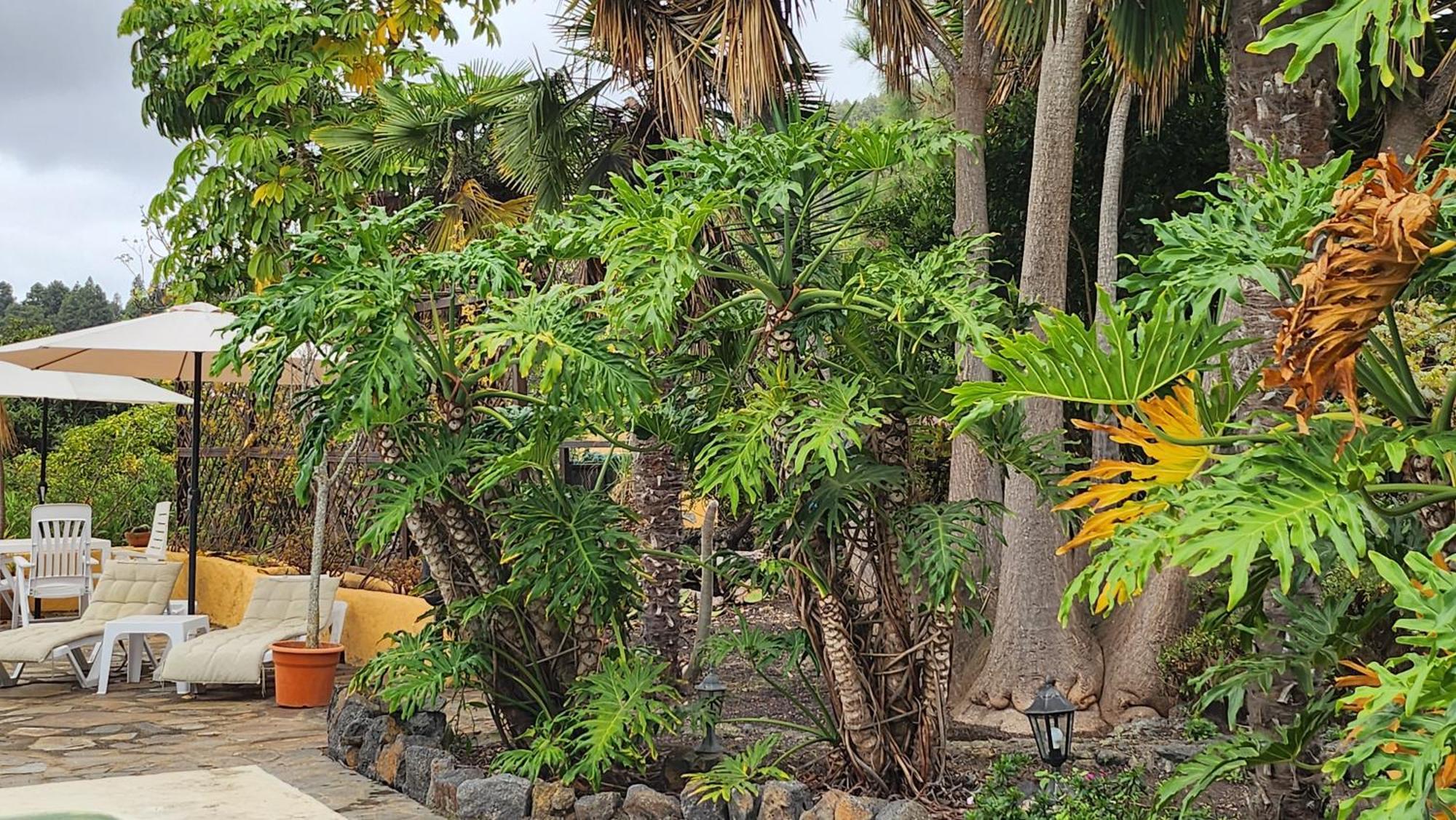 Oasis Hill Botanical Garden Villa Icod De Los Vinos Eksteriør bilde