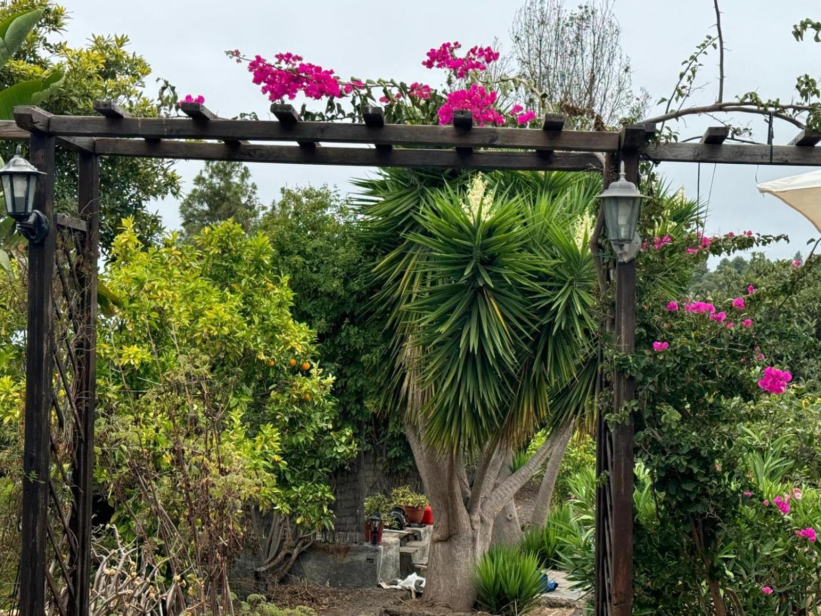 Oasis Hill Botanical Garden Villa Icod De Los Vinos Eksteriør bilde